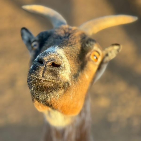 WhatsApp Image 2025-11-11 at 19.50.48