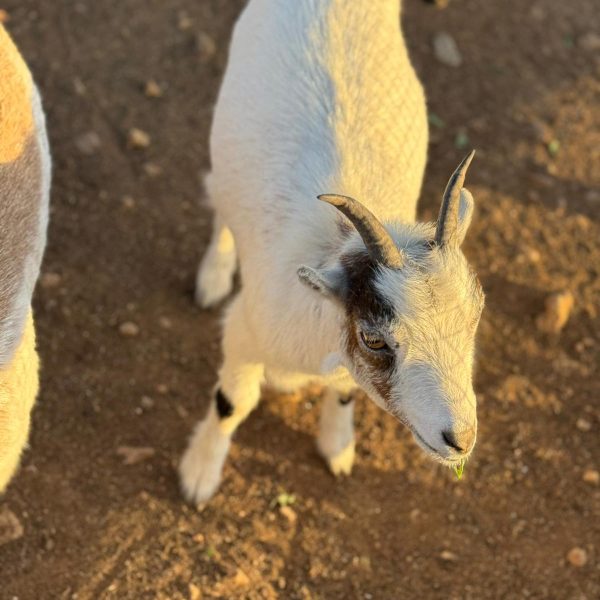 WhatsApp Image 2025-11-11 at 19.50.49 (1)